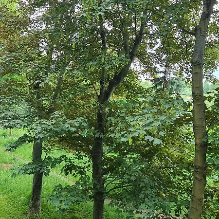 Arciszewskiego Forest View Apartamento